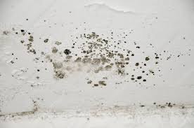 Mold Growth Found During Crown Point Mold Inspection And Testing Services
